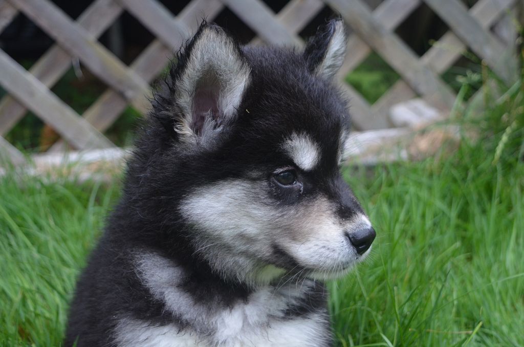 very-sweet-face-alusky-puppy-dog-playing-grass_1739185469318