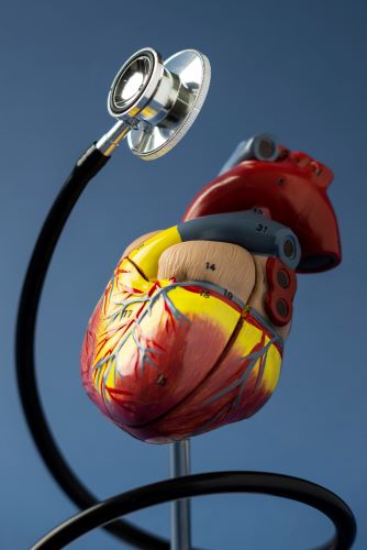 view-anatomical-human-heart-model